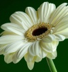 Gerbera