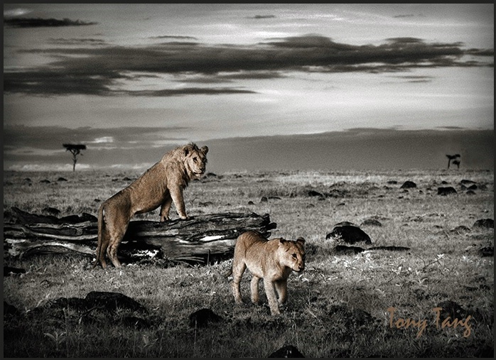 Masai Mara morning lookout - ID: 5723848 © Tony Tang