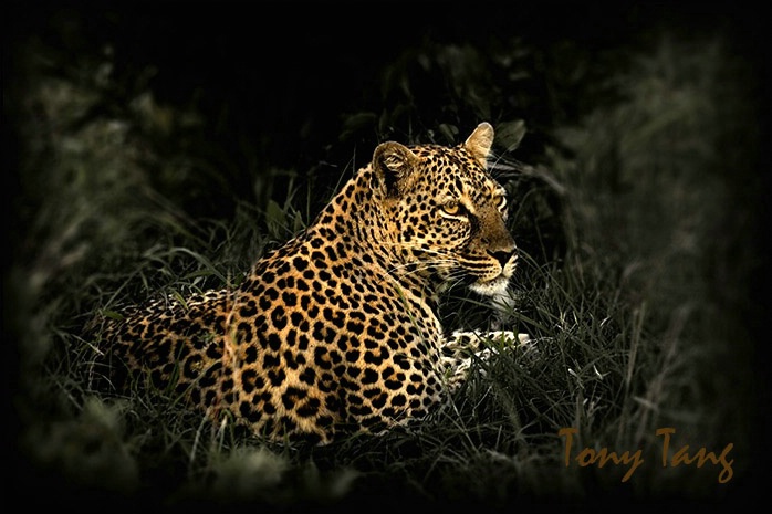 Africa  Animal portrait - ID: 5723850 © Tony Tang