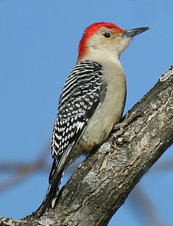 Redbellied Woodpecker