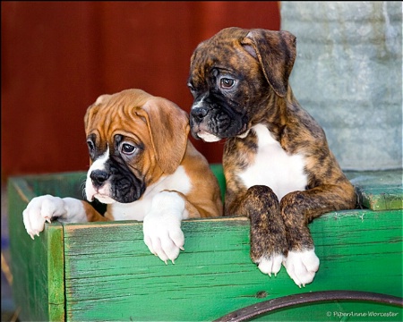 Boxer Puppies