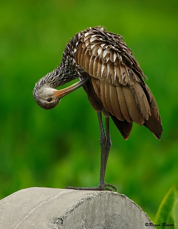 Limpkin Preening