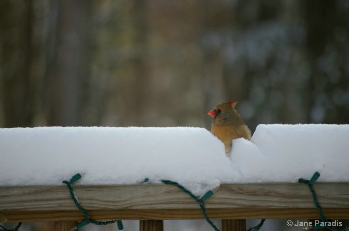 Mrs. Cardinal 2