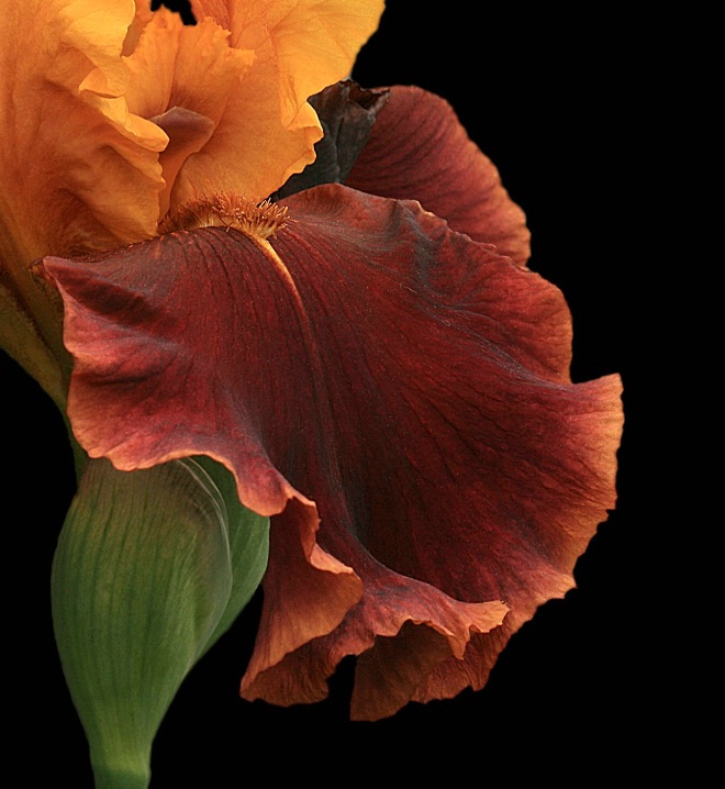 Bronze Iris