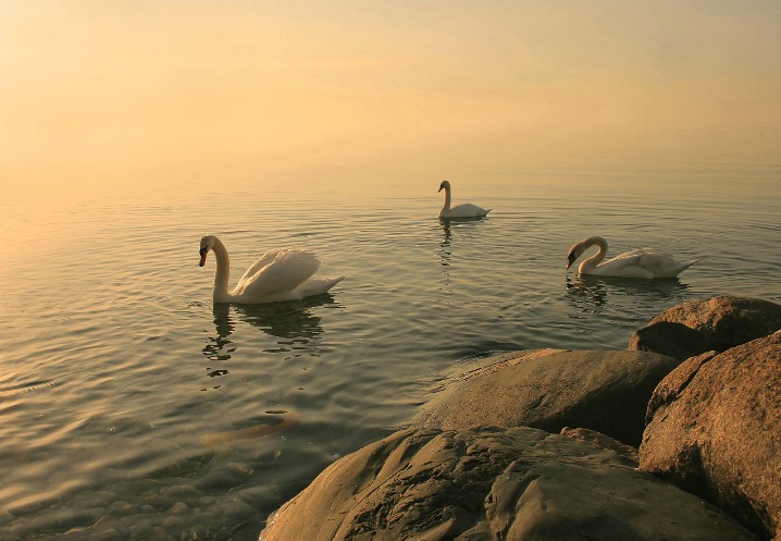 A Trio Of Swan At Sunrise