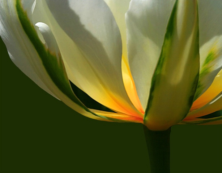 Tulip Glow