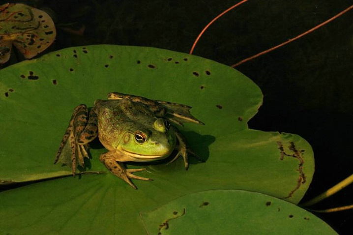 Fairy Tale Frog