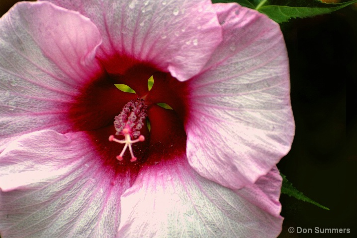 Hibiscus, Galloway, NJ 2007 - ID: 5730666 © Donald J. Comfort