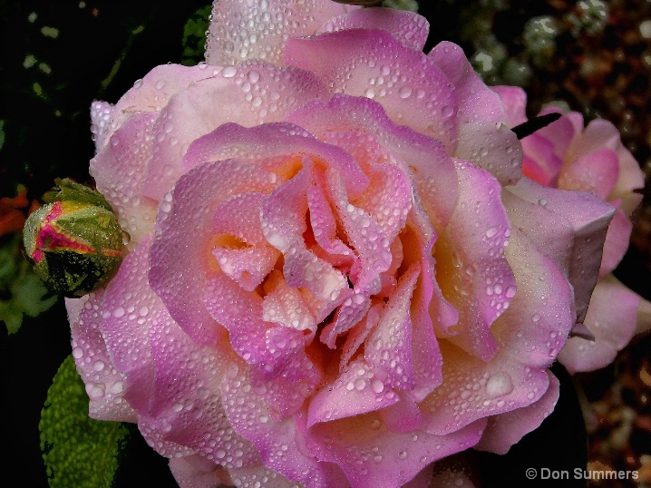 Peace Rose, Tiburon, CA 2007 - ID: 5730722 © Donald J. Comfort