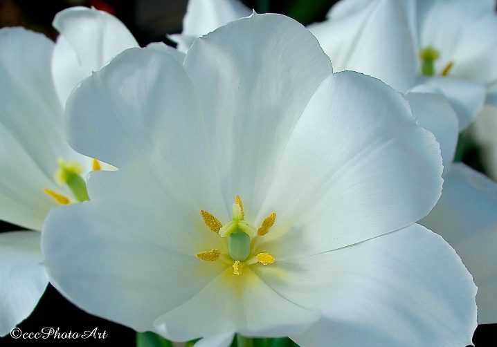 Glorious White Tulips