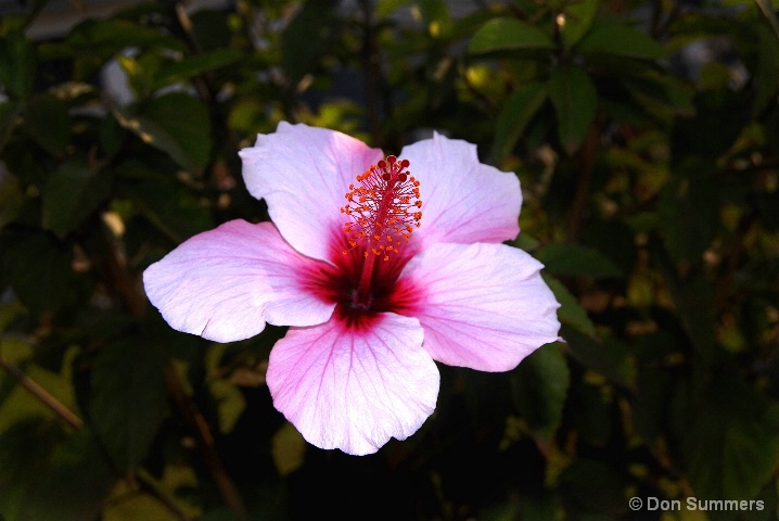 Hibiscus, Bucavu,The Congo 2007 - ID: 5730772 © Donald J. Comfort