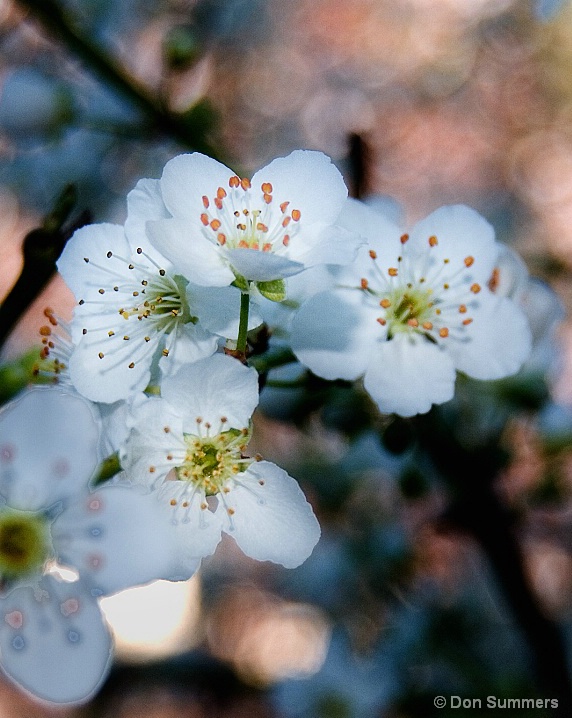 Plum Blossom, Tiburon, CA 2007 - ID: 5730845 © Donald J. Comfort