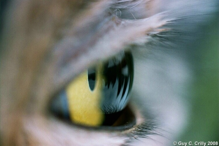 Reflections in a Hoot Owl's Eye