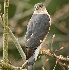 2Sharp-shinned Hawk Hunting - ID: 5731172 © John Tubbs