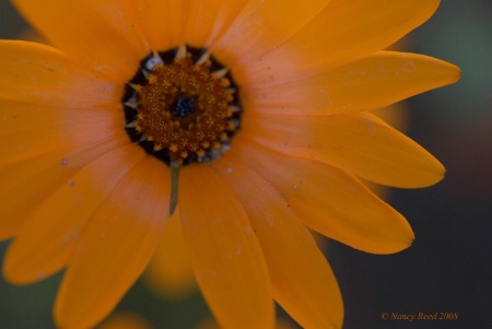 F 27 GOLD AFRICAN DAISY