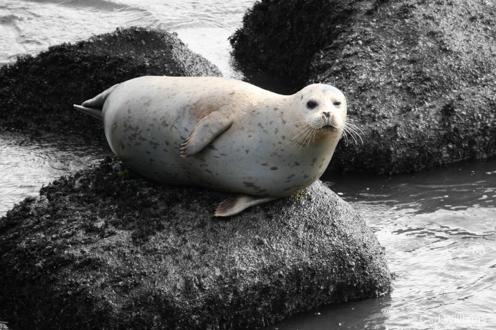 California Harbor Seal