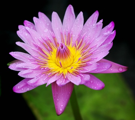 Water Lily