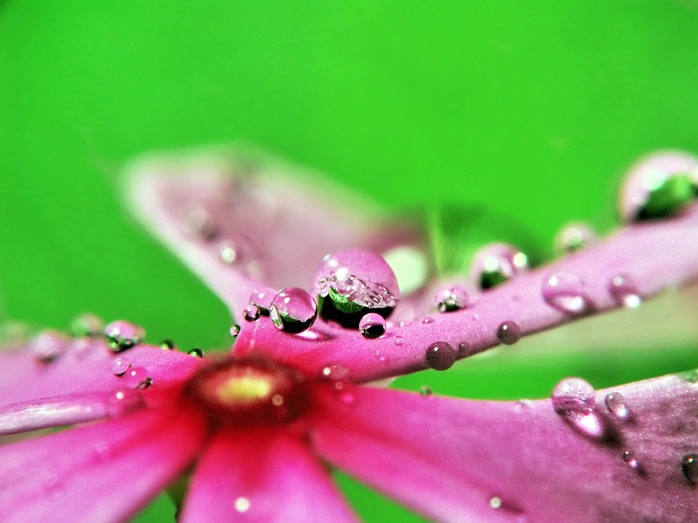 Flower & Water Drop