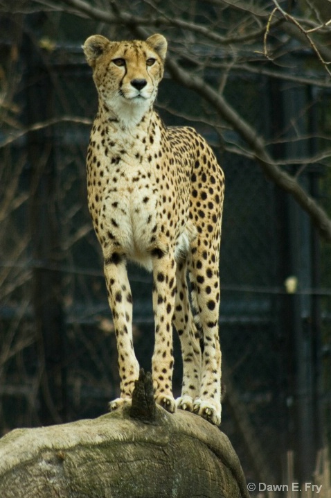 Jaguar In Pose