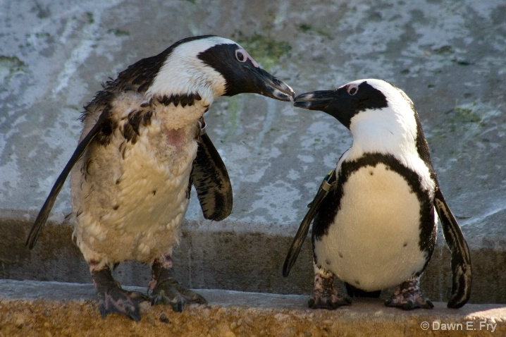 Penguins In Love?