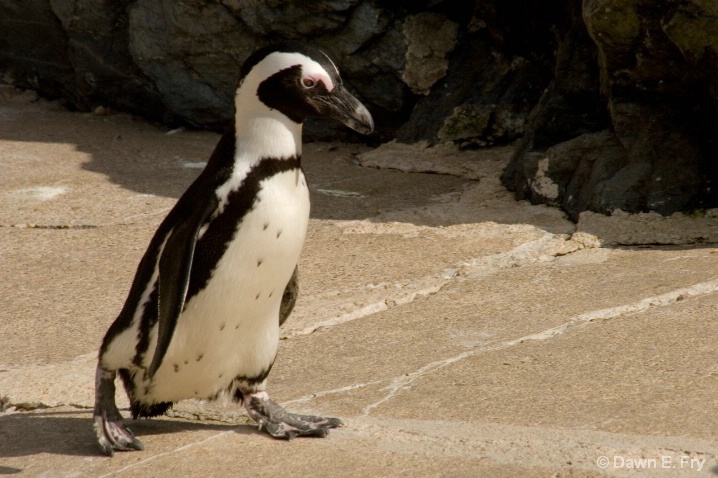 Penguin Stroll