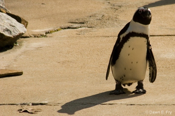 Penguin Pic