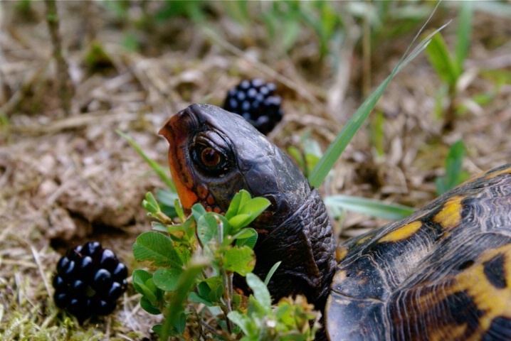 Eastern Box Turtle