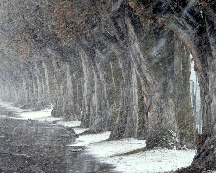 Trees & Snow
