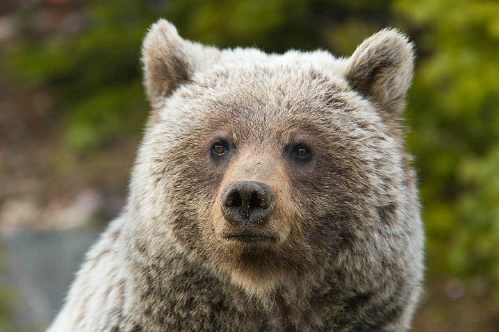 A Grizzly Portrait