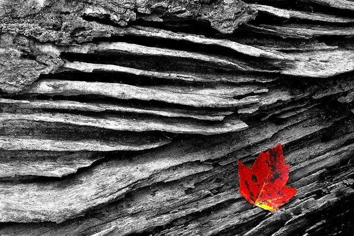 Red Leaf in Log