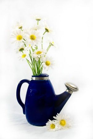 Still Life - Daisies in Blue Pitcher