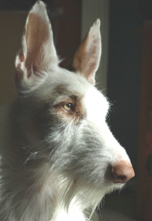 Bud The Ibizan Hound