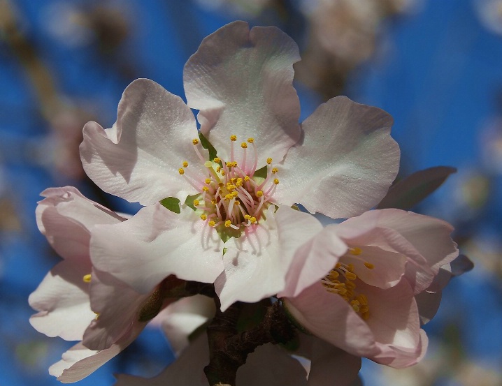 Almond Blossom