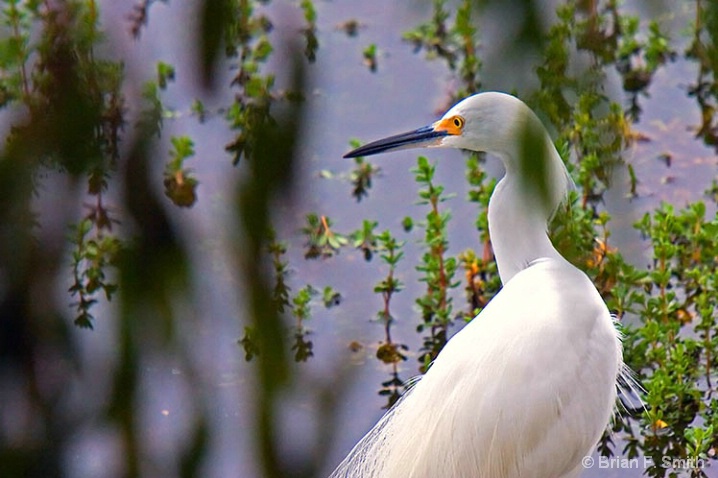 Snowy Egret, Devereux Slough