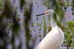 Snowy Egret, Deve...