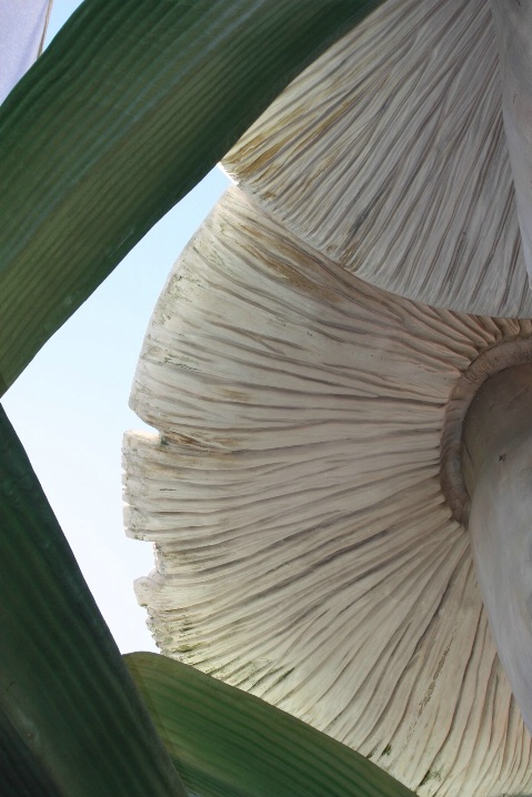 Under the Mushroom
