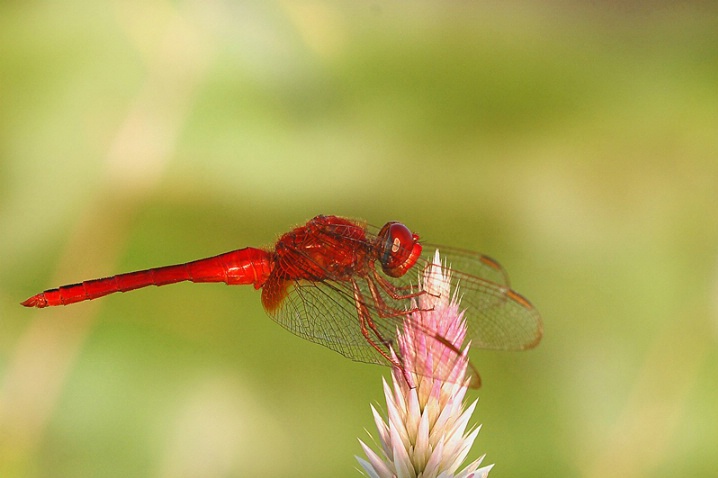 Dragonfly - ID: 5746055 © VISHVAJIT JUIKAR