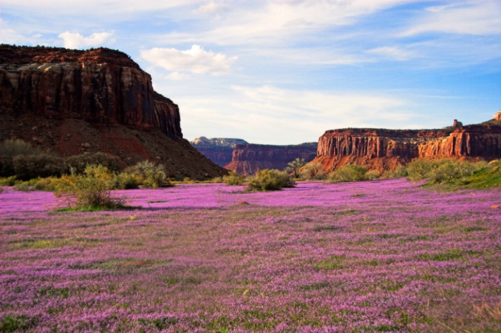 lavender