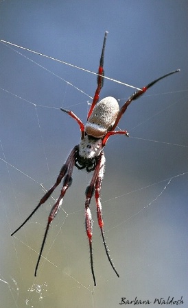 Golden orb weaver