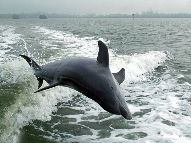 Dolphin Fun - ID: 5749444 © Richard L. Smith