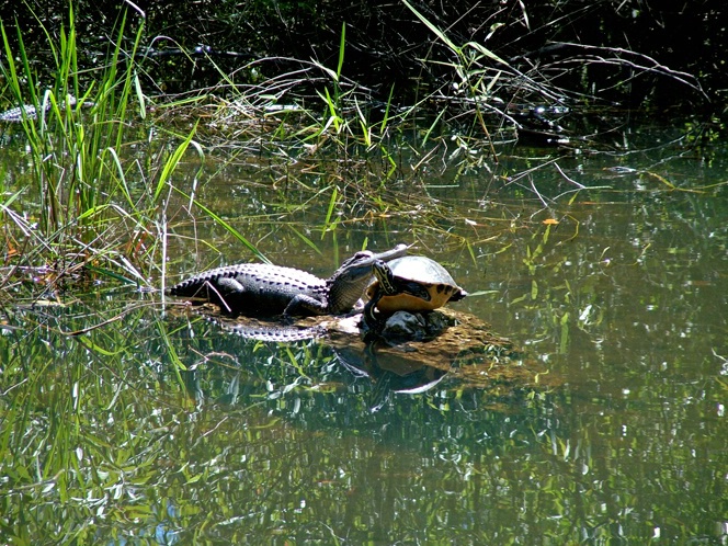 Best Buds - ID: 5749450 © Richard L. Smith