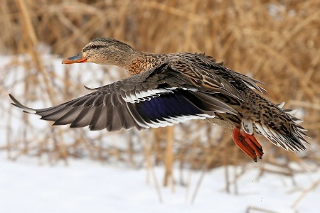 Winter Landing