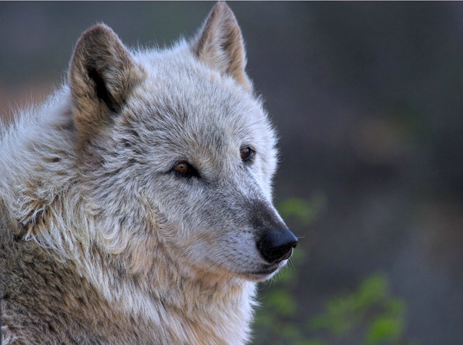 Mexican Gray wolf - ID: 5750000 © Richard L. Smith