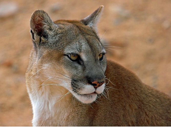 Cougar - ID: 5750006 © Richard L. Smith