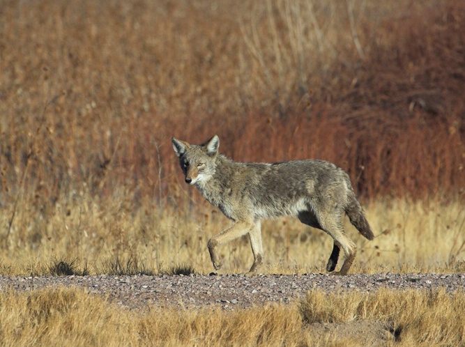 New Mexico Coyote - ID: 5750009 © Richard L. Smith