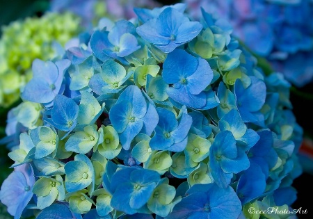 Easter Hydrangea