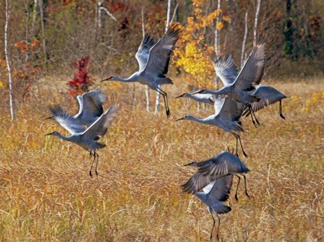 Sandhill Flight - ID: 5750422 © Richard L. Smith