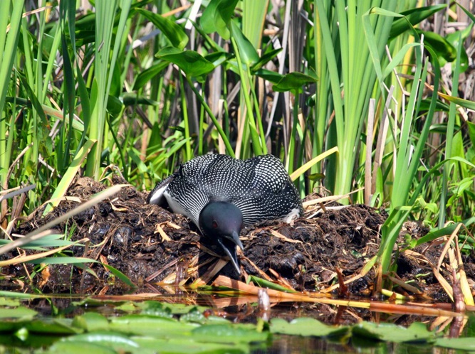 Loon Nest - ID: 5750427 © Richard L. Smith
