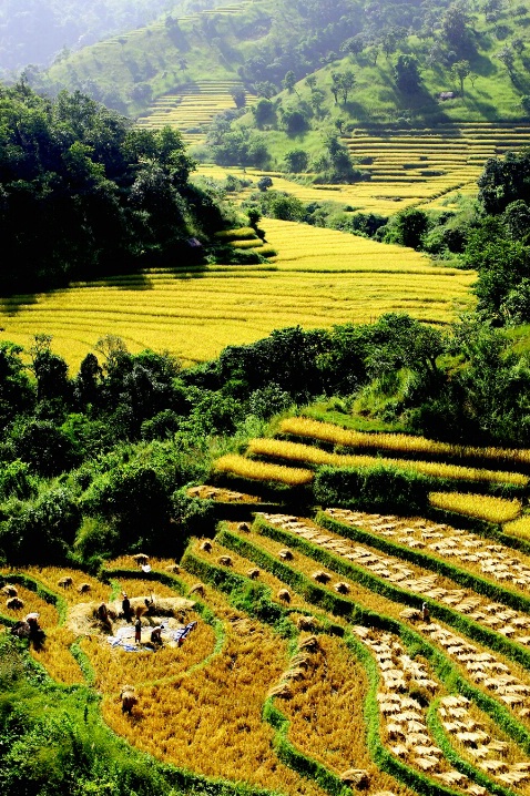Rice Terrace Farms