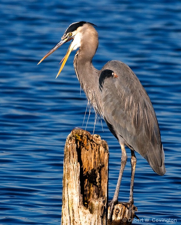 Great Blue Heron